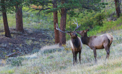 Bull elk attempting to impress curious cow elk, Colorado, USA