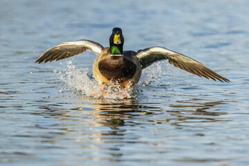 Mallard drake alighting on autumn wetlands in Colorado