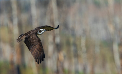 Osprey in flight, returning to nest with food for its chick, Colorado, USA