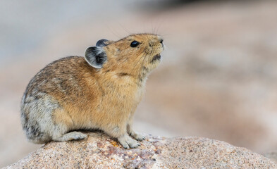 Color stock image of Pika portrait, Colorado, USA.