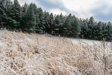 A winter scene of a snowy forest. The foreground is covered in tall grass with snow on it. The pine trees in the background are covered in snow and are mostly dark green. There is a cloudy sky.