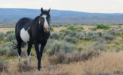 Wild stallion, Sandwash Basin, Colorado, USA