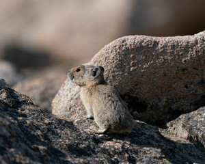 American pika seen along rock crevices, Mount Evans Wilderness, Colorado