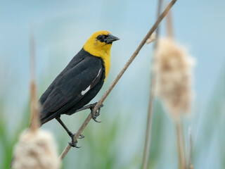 Yellow-headed blackbird protecting his territory, Monte Vista National Wildlife Refuge, Colorado