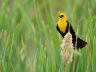Yellow-headed blackbird protecting his territory, Monte Vista National Wildlife Refuge, Colorado