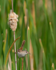 Marsh Wren with food for young, Monte Vista National Wildlife Refuge, Colorado
