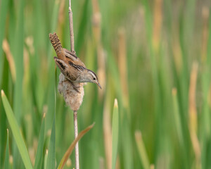 Marsh Wren with food for young, Monte Vista National Wildlife Refuge, Colorado