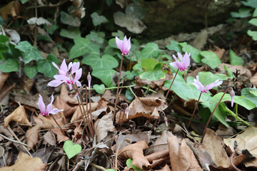 Wild cyclamen with delicate lilac-pink flowers grows in the forest