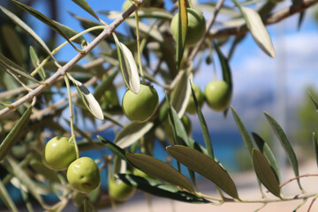 Olive tree branch with green olives against blue sky on sunny day, Croatia, Dalmatia