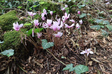 Flowers Cyclamen blooms in the forest on an autumn day