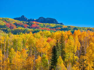 Fototapeta premium USA, Colorado, Kebler Pass. Bright color of autumn Aspens on Kebler Pass