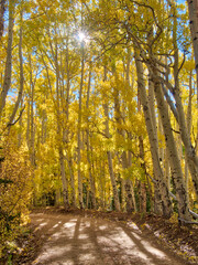 USA, Colorado, Quray. Last Dollar Road with sun peaking through Aspen tree