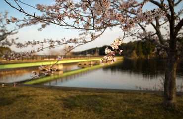 cherry blossoms over a lake next to a green bridge