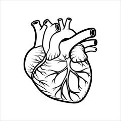 Detailed Anatomical Line Drawing of a Human Heart. Human Hart Line Art Outline Stroke Vector Art Illustration Design Template
