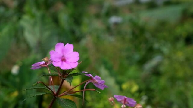 Atharanthus roseus or Madagascar periwinkle purple color swaying in the wind.Bokeh background.Nature and environment concept.Footage 4K,60Fps