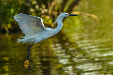 USA, Florida, Jefferson Island. Snowy egret flying with nesting material.