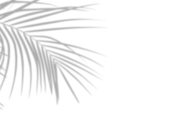Realistic palm tree shadow on white background. Tropical palm tree branch leaf shadow silhouette,...