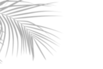 Realistic palm tree shadow on white background. Tropical palm tree branch leaf shadow silhouette, Nature light decoration overlay effect. Spring summer product decoration design elements, PNG