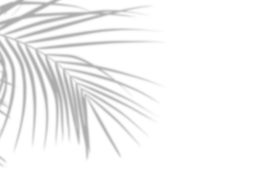 Realistic palm tree shadow on white background. Tropical palm tree branch leaf shadow silhouette, Nature light decoration overlay effect. Spring summer product decoration design elements, PNG