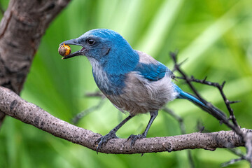 Color stock image of Florida scrub jay, Florida