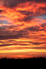 Sunset with palm trees silhouetted against the sky, Florida