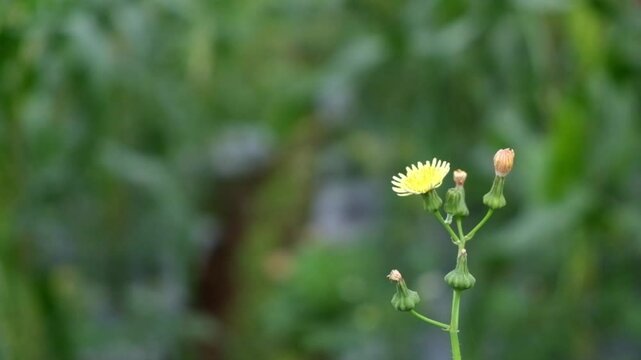 Close-up Sonchus asper yellow thistle swaying gently. Wild flora moving in natural outdoor environment. Suitable for biology, nature, and botanical themes.