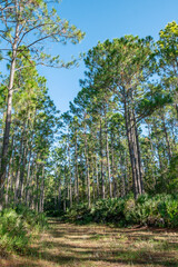 Longleaf Pine Preserve, Deland, Florida