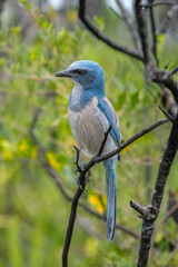 Color stock image of Florida scrub jay, Florida