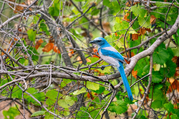 Color stock image of Florida scrub jay, Florida