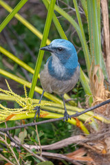 Color stock image of Florida scrub jay, Florida
