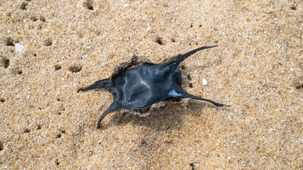 Shark eggs (mermaid's purse) washed on a sandy beach