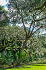 Fototapeta premium Live oak trees among palm trees, Florida