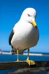 seagull on the pier