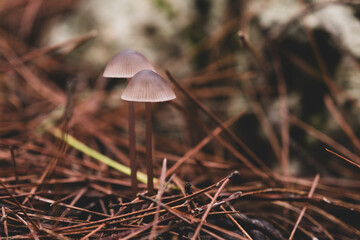 Mushrooms on the damp forest floor