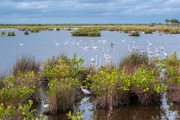 Birds in marsh at Merritt Island National Wildlife Refuge, Florida