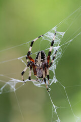 A Redfemured Spotted Orbweaver on its web.