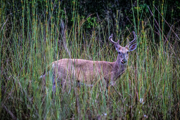 A male white-tailed deer is unusually light in color.