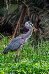 A great blue heron spears a fish.