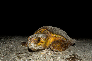 A loggerhead sea turtle makes its way back to the ocean after nesting on a Florida beach.