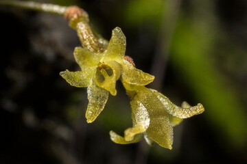 A very tiny leafless harrisella orchid flower measures only a few millimeters across.