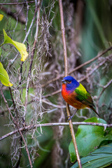 A male painted bunting perched.