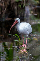 A white ibis searching for food in a south Florida swamp.