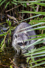 A raccoon searches for food in shallow water. © Danita Delimont