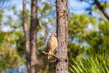 A perched red-shouldered hawk in south Florida.