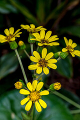 The leopard plant is a beautiful ornamental in south Florida.