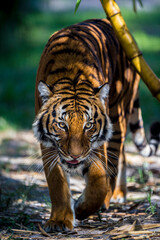 A Malayan tiger has penetrating eyes.