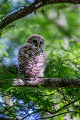 A fledgling barred owl roost in a cypress tree.