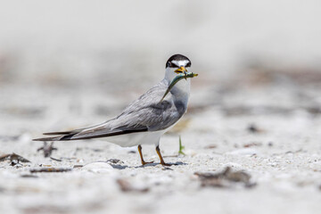 An endangered least tern with a freshly caught fish.