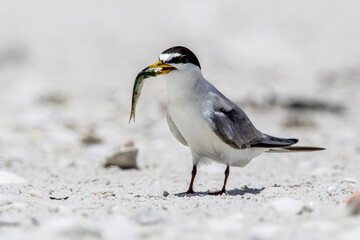 An endangered least tern with a freshly caught fish.