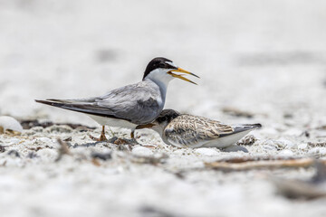 A least tern chick takes cover next to a parent.